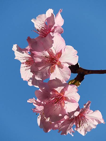 Taipei cb b9.JPG Taipei cb b9.JPG