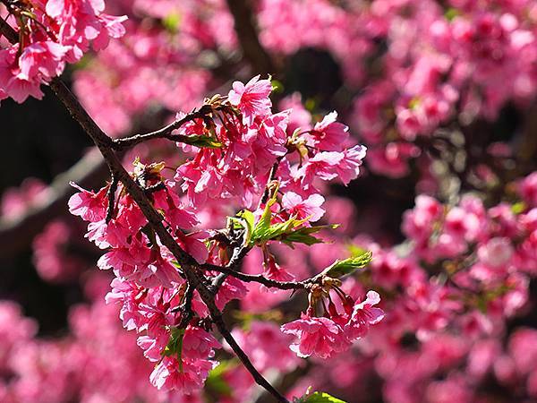 Taipei cb c1.JPG Taipei cb c1.JPG