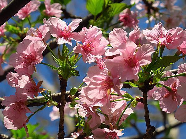 Taipei cb c5.JPG Taipei cb c5.JPG