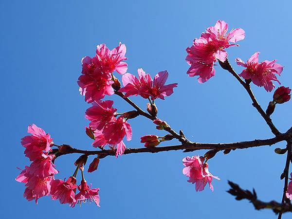 Taipei cb d4.JPG Taipei cb d4.JPG