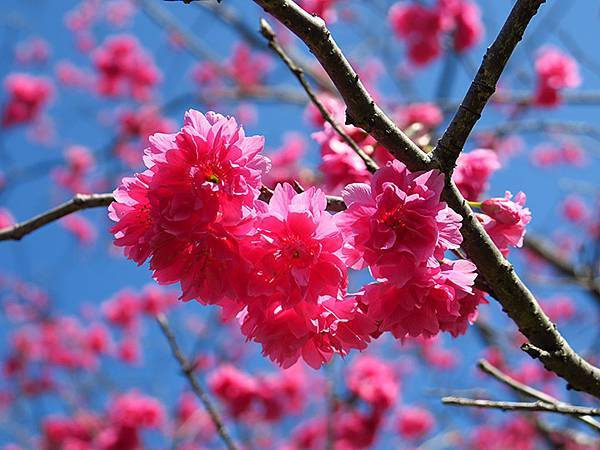 Taipei cb d6.JPG Taipei cb d6.JPG