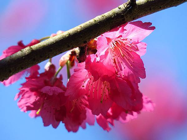 Taipei cb d5.JPG Taipei cb d5.JPG