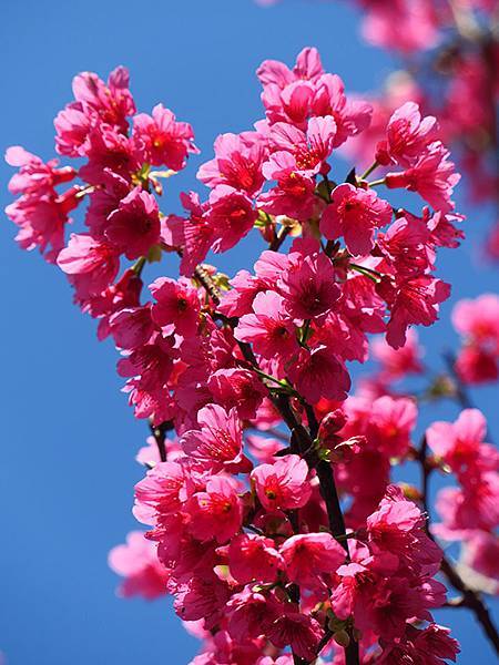 Taipei cb d8.JPG Taipei cb d8.JPG