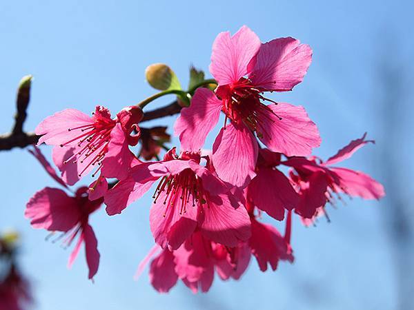 Taipei cb d7.JPG Taipei cb d7.JPG