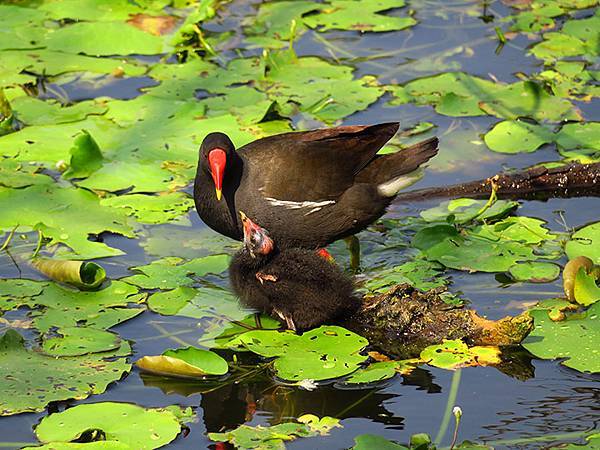 Niaosong a1.JPG Niaosong a1.JPG