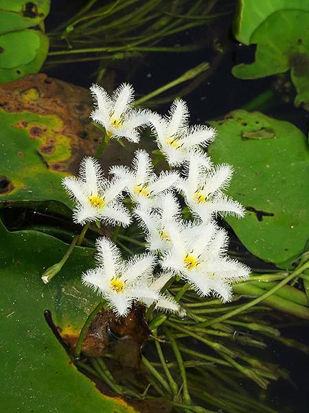 Niaosong a6.JPG Niaosong a6.JPG