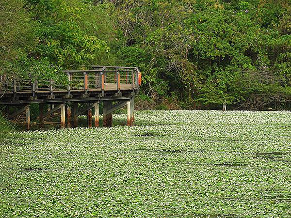 Niaosong a4.JPG Niaosong a4.JPG