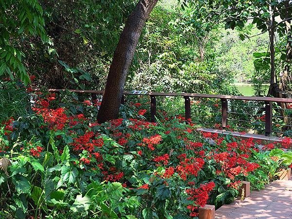 Niaosong a3.JPG Niaosong a3.JPG