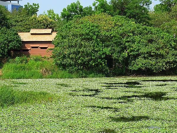 Niaosong a5.JPG Niaosong a5.JPG