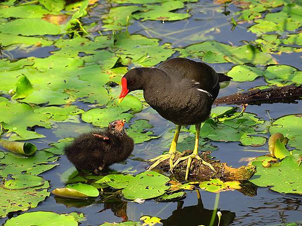 Niaosong b5.JPG Niaosong b5.JPG