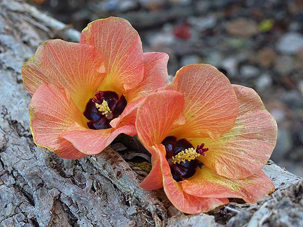 Niaosong c1.JPG Niaosong c1.JPG