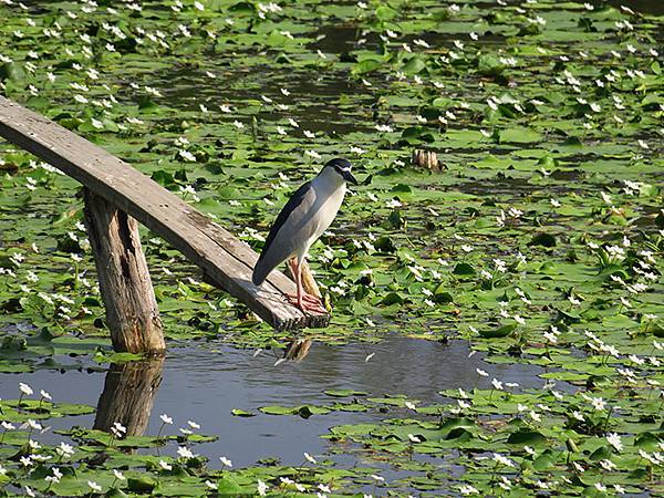 Niaosong b1.JPG Niaosong b1.JPG