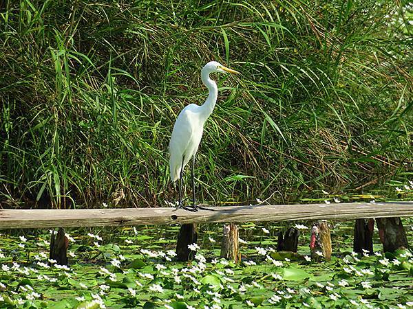 Niaosong b3.JPG Niaosong b3.JPG