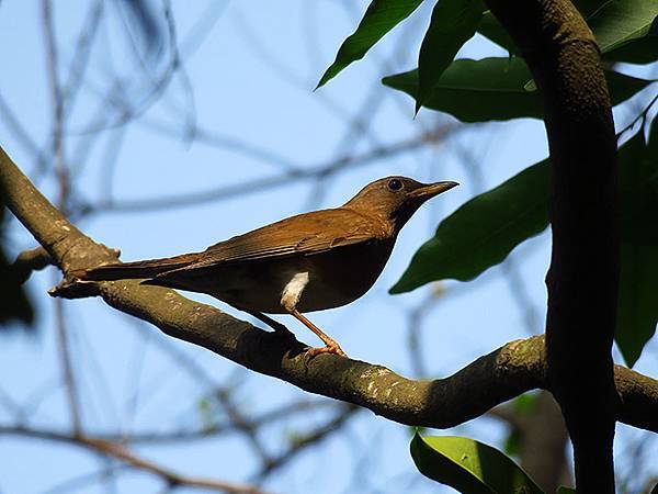 Niaosong d5.JPG Niaosong d5.JPG