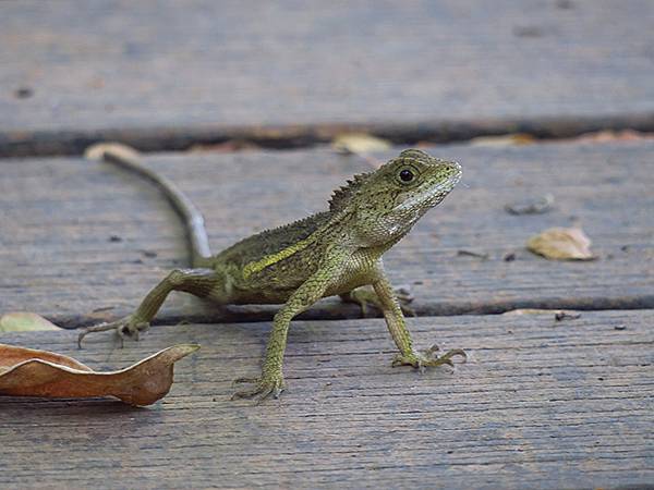 Niaosong c5.JPG Niaosong c5.JPG