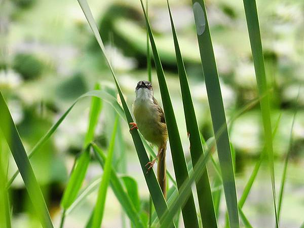 Niaosong d4.JPG Niaosong d4.JPG