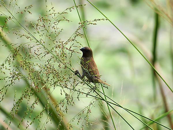 Niaosong d2.JPG Niaosong d2.JPG