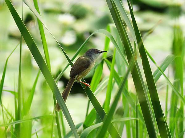 Niaosong d3.JPG Niaosong d3.JPG