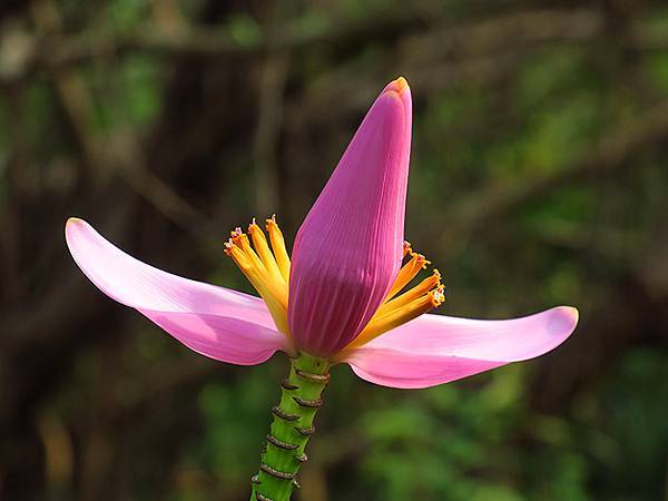 Niaosong c3.JPG Niaosong c3.JPG