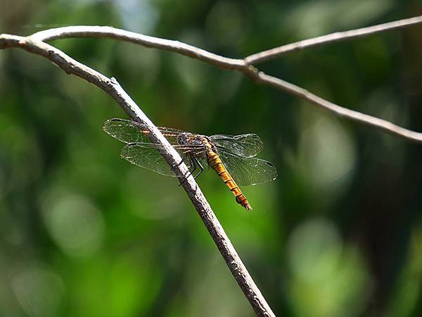 Niaosong c6.JPG Niaosong c6.JPG