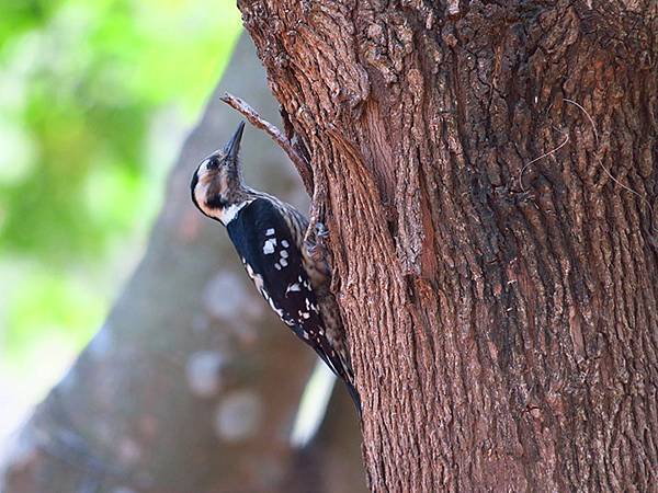 Niaosong e1.JPG Niaosong e1.JPG