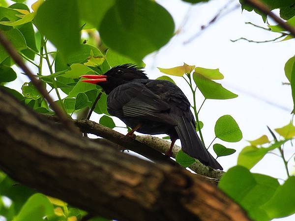 Niaosong d9.JPG Niaosong d9.JPG