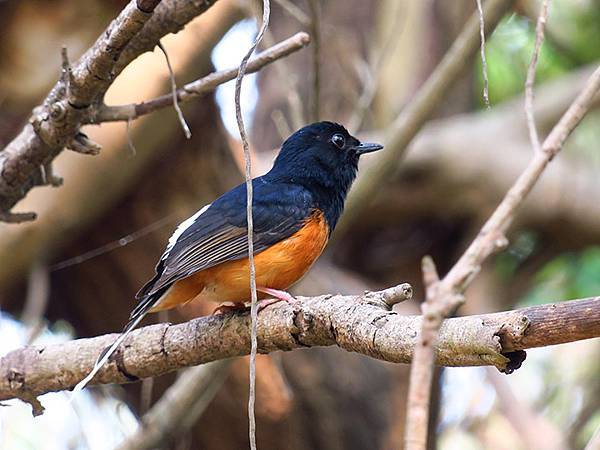 Niaosong d7.JPG Niaosong d7.JPG