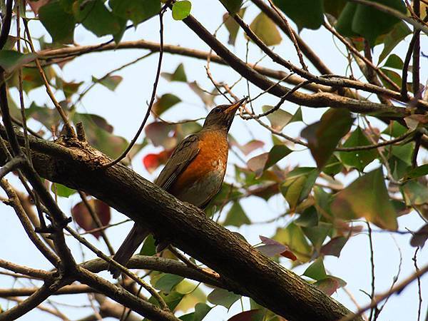 Niaosong d6.JPG Niaosong d6.JPG