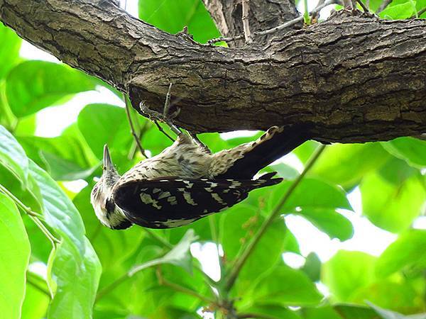 Niaosong e2.JPG Niaosong e2.JPG