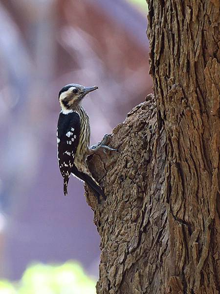 Niaosong e3.JPG Niaosong e3.JPG