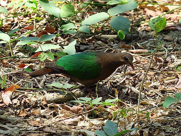 Niaosong e4.JPG Niaosong e4.JPG