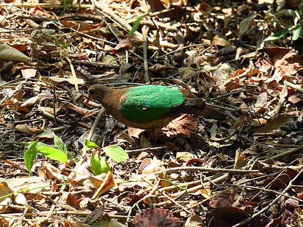 Niaosong e5.JPG Niaosong e5.JPG