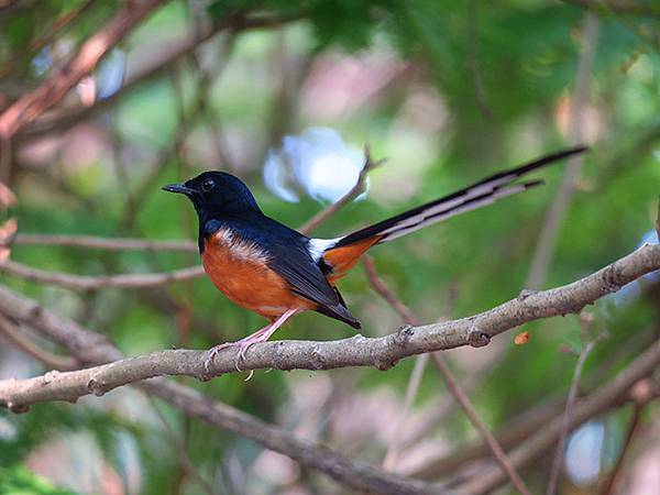 Niaosong e8.JPG Niaosong e8.JPG