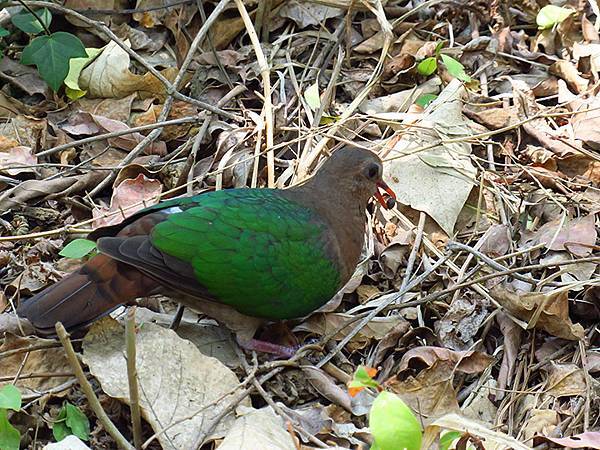 Niaosong e6.JPG Niaosong e6.JPG