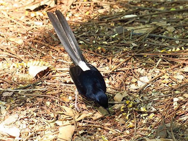 Niaosong e9.JPG Niaosong e9.JPG