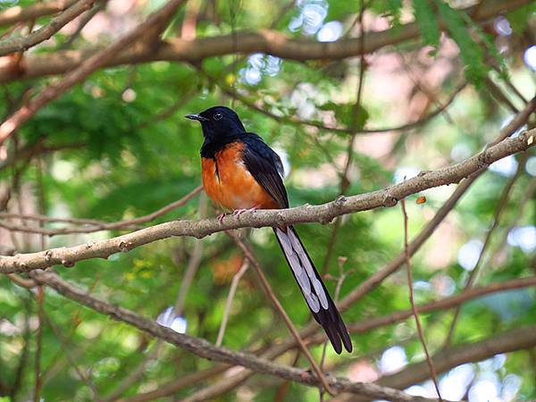 Niaosong e7.JPG Niaosong e7.JPG