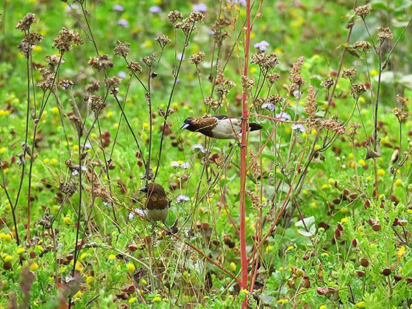 Sun Moon Lake h1.JPG