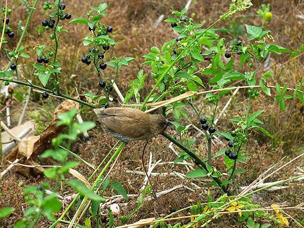 Sun Moon Lake h3.JPG