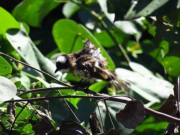 Liuqiu h9.JPG Liuqiu h9.JPG