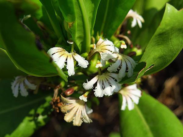 Liuqiu i6.JPG Liuqiu i6.JPG