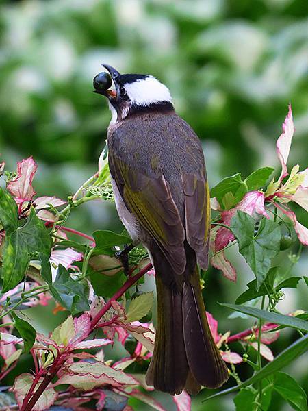 Taipei Birds b6.JPG