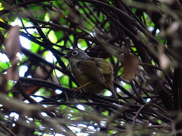 Shoushan d5.JPG Shoushan d5.JPG