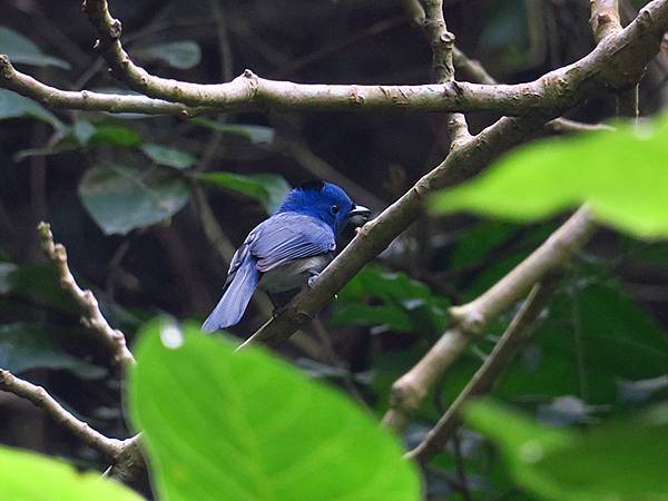 Shoushan d4.JPG Shoushan d4.JPG