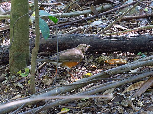 Shoushan d6.JPG Shoushan d6.JPG