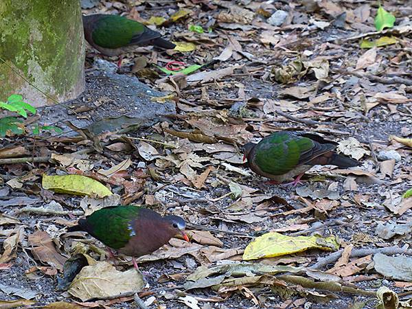 Shoushan d2.JPG Shoushan d2.JPG