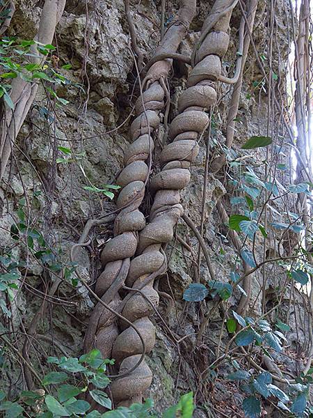 Shoushan e5.JPG Shoushan e5.JPG