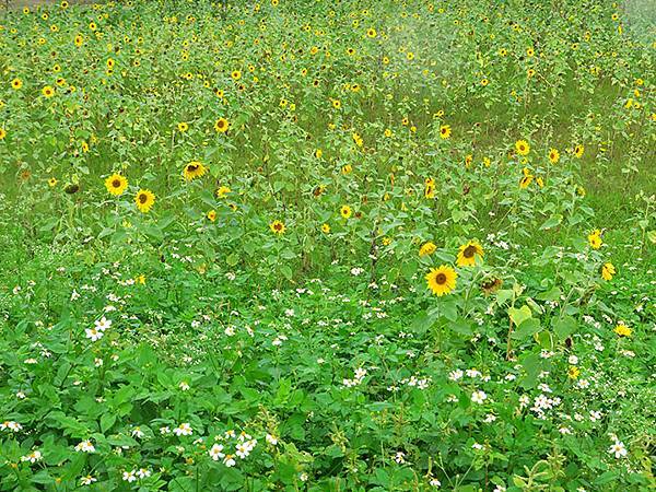 Hualien b6.JPG Hualien b6.JPG