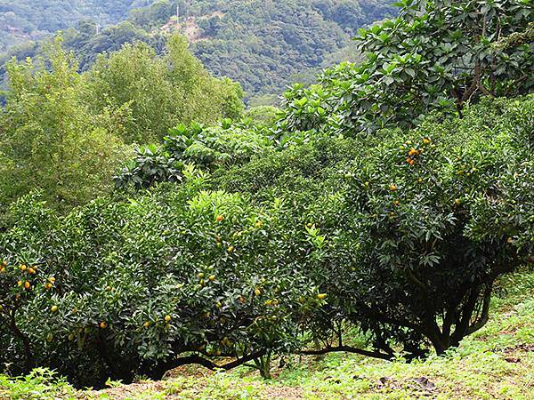 Linmei a2.JPG Linmei a2.JPG