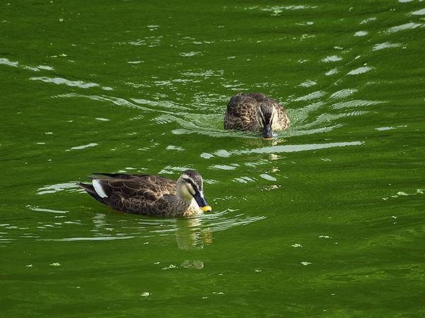 Linmei a8.JPG Linmei a8.JPG