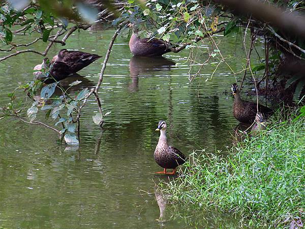 Linmei a7.JPG Linmei a7.JPG